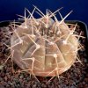 Gymnocalycium_triacanthum